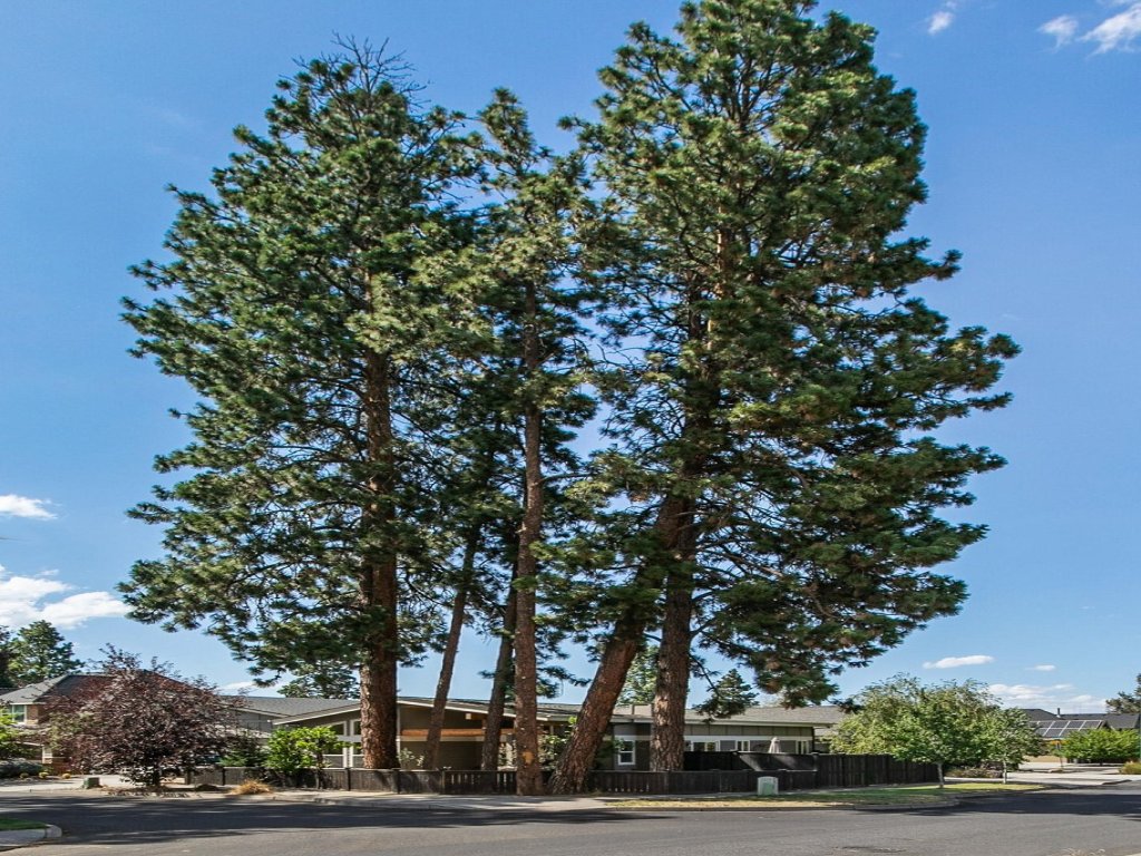 Dwell 30 Day Minimum Vacation Rental in Bend - RedAwning