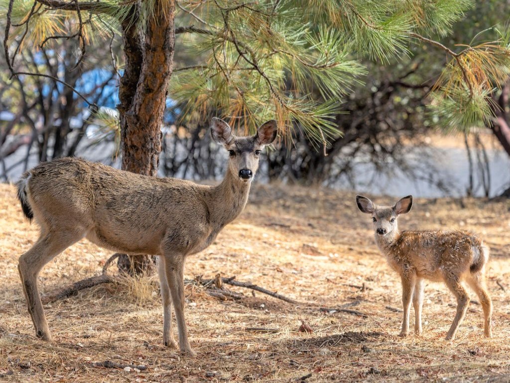 Three Wild Turkeys - Amazing Outdoor Spaces!  2 Decks! Vacation Rental in California - RedAwning