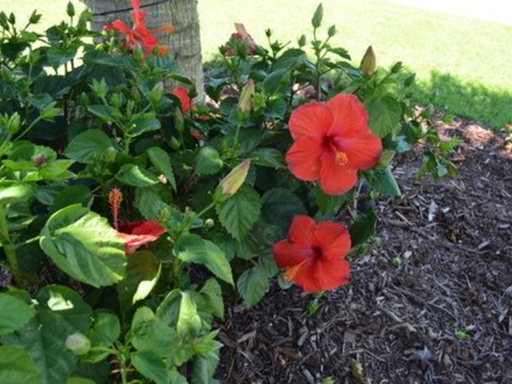 Coast 'N Along / 122 Ocean Blvd East Vacation Rental in Holden Beach - RedAwning