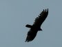 Image 85