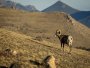 Image 42