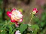 Image 24
